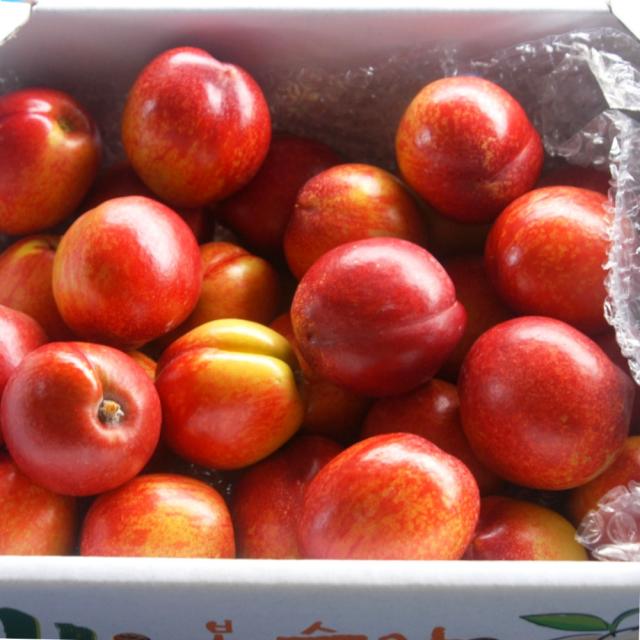 [핫하다핫해] 신선 신비복숭아 1.0kg, 신선 복숭아 (황도) 1.0kg