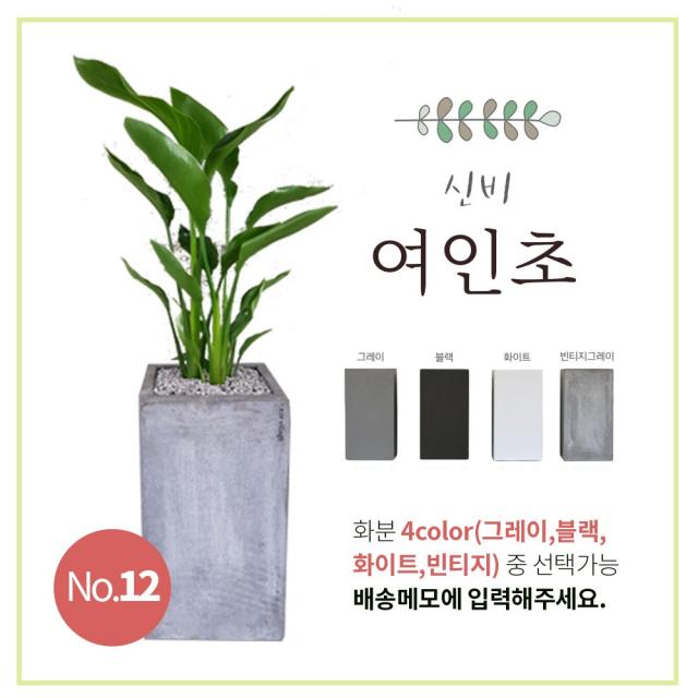 이브가든 15종 공기정화식물 4color 중품 (고무나무 벵갈고무나무 크로톤 떡갈잎고무나무 몬스테라 산세베리아 아레카야자 금전수 율마 스투키 송오브인디아 여인초 녹보수 귀면각 콤팩타), 1개, No.12 여인초 80cm+화분+물받침