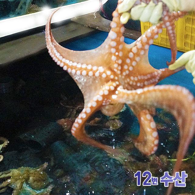 통영12번수산 통영 자연산 돌문어 문어 1kg 2~3미 1 1봉 