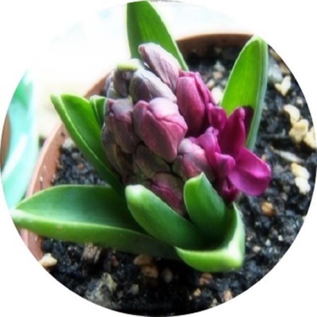 - 히야신스 튜울립 무스카리 수선화, 1개