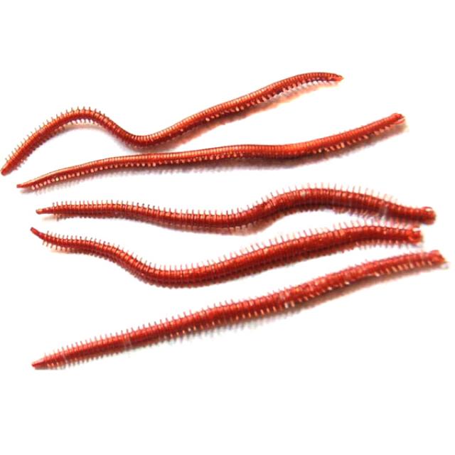 토탈리카 파워웜 바이칼 갯지렁이 웜 홍개비/청개비