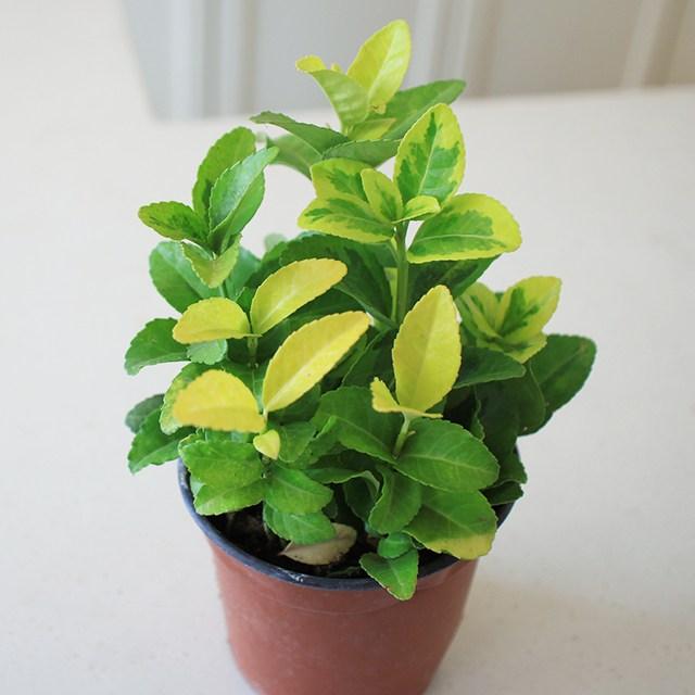 금사철 공기정화 유해물질차단 수경재배 금색 황금, 단품