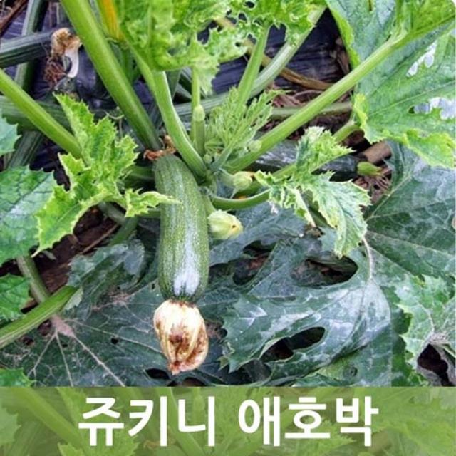 두리반농산 쥬키니호박(상) 10kg, 1박스, 쥬키니호박 10kg