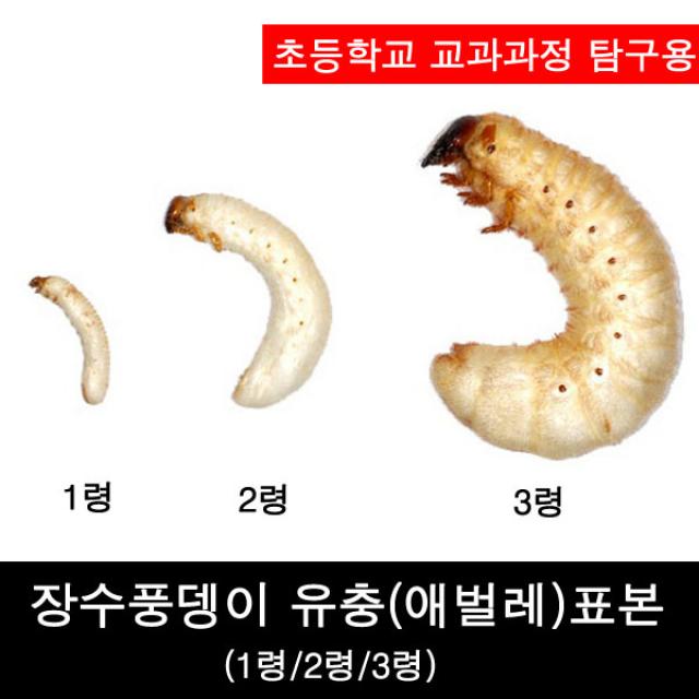 (초등교육)장수풍뎅이유충표본/장수풍뎅이애벌레표본