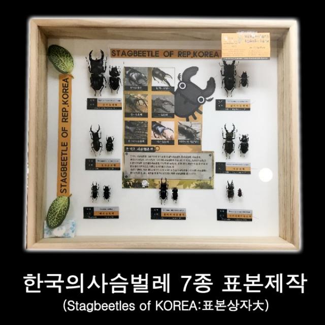 곤충표본/한국의사슴벌레7종표본SET/교육용곤충표본