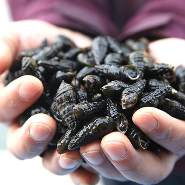 행복한농부 여주 해감한 생 다슬기, 1박스, 생다슬기(중) 3kg