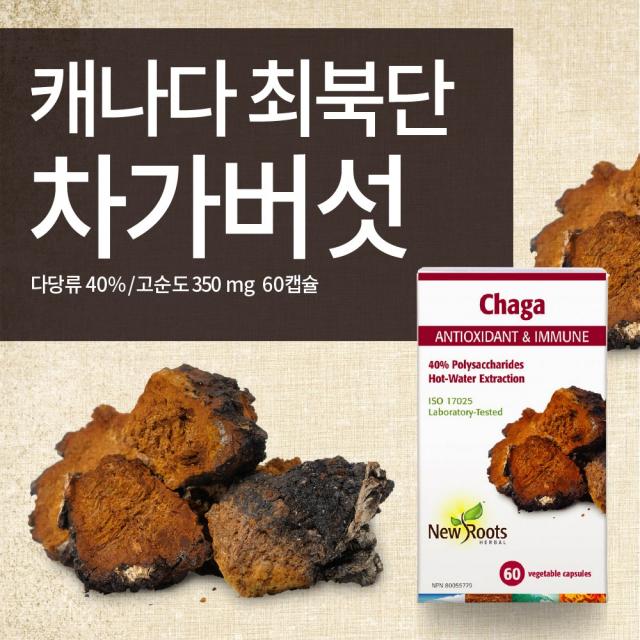 NewRoots 다당류 40% 캐나다 북부 최고급 차가버섯 350mg 생산 직송, 1개