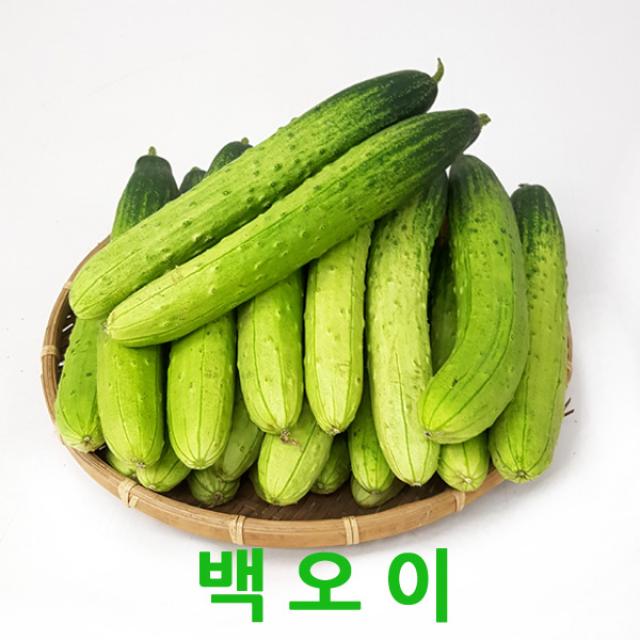 자체브랜드 싱싱한 백오이3kg 5kg 오이소박이, 백오이(상)3kg(15개내외)