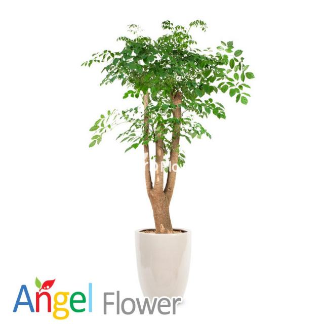 해피트리 개업화분 당일꽃배달, 단일상품