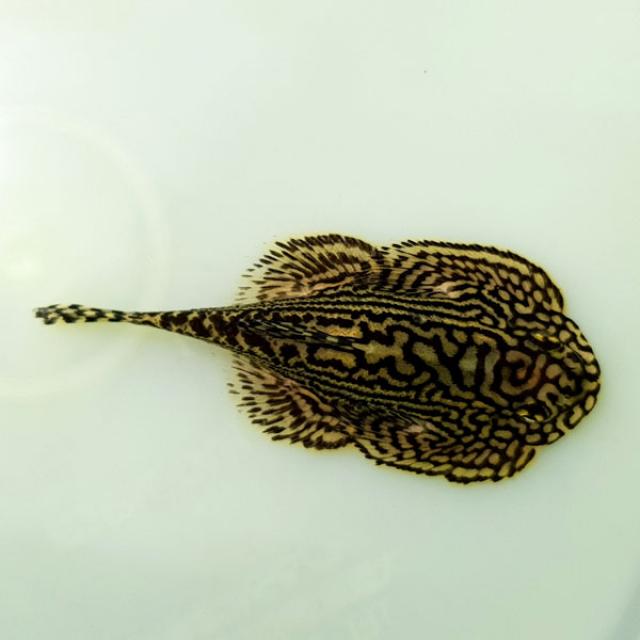  아쿠아펫 힐스트립 가오리비파 2마리 가오리비파 3~4cm 1개