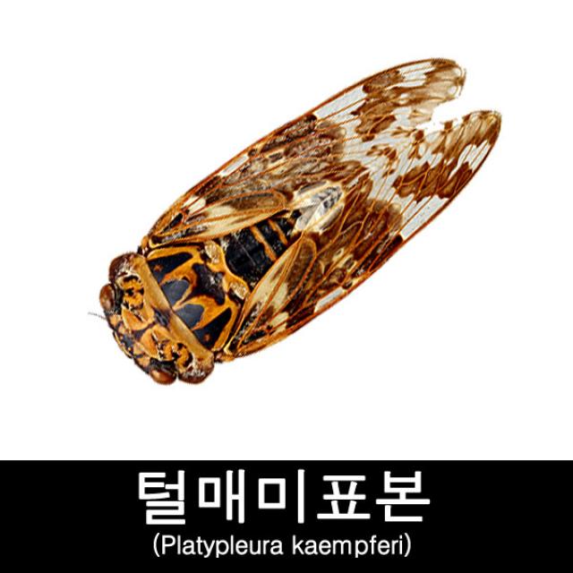 곤충표본/털매미표본/Platypleura kaempferi