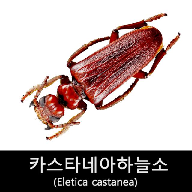 곤충표본/카스타네아하늘소표본/Eletica castanea