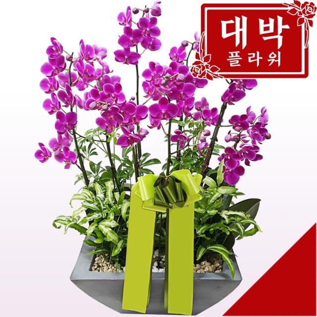 대박플라워 만천홍 서양란 승진선물 취임 영전 이전 개업선물 부모님선물 꽃배달