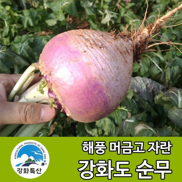 강화도 토박이 순무 순무김치 새우젓 강화 생순무, 1박스, 생순무 5kg (무청포함)