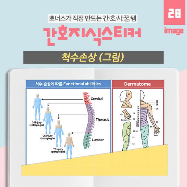 뽀너스 [간호지식스티커] 척수손상 해부 spinal cord injury