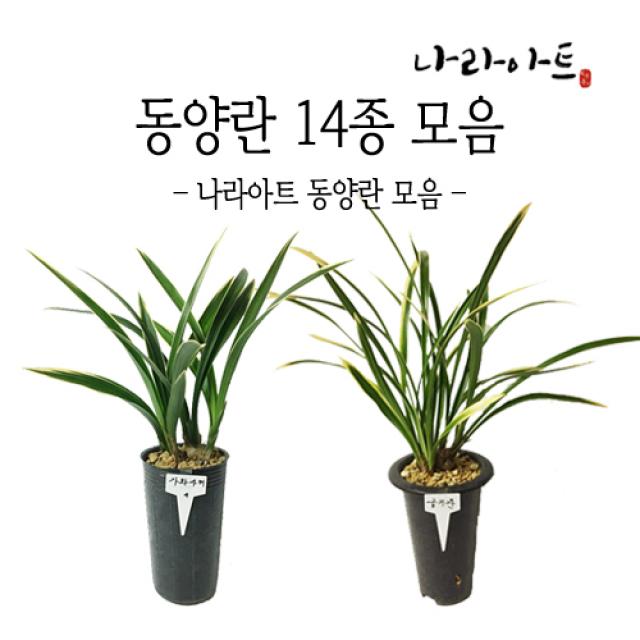 나라아트 동양란모음, 11. 천금(3-4촉)