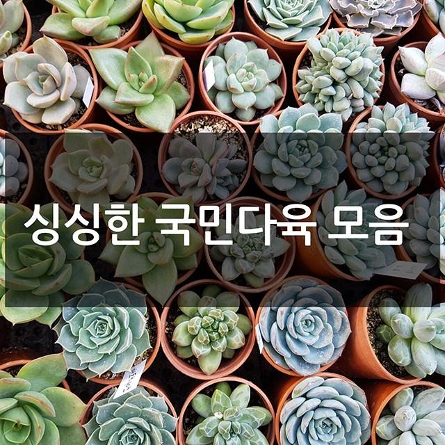 제이팟다육 예쁜 국민 다육이 다육식물 200종류, B22. 치와와엔시스(도태랑)