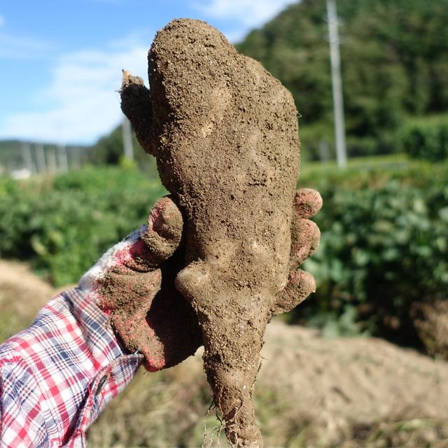 마사토 안동마 산마, 1박스, 못난이특 5kg (실속형)