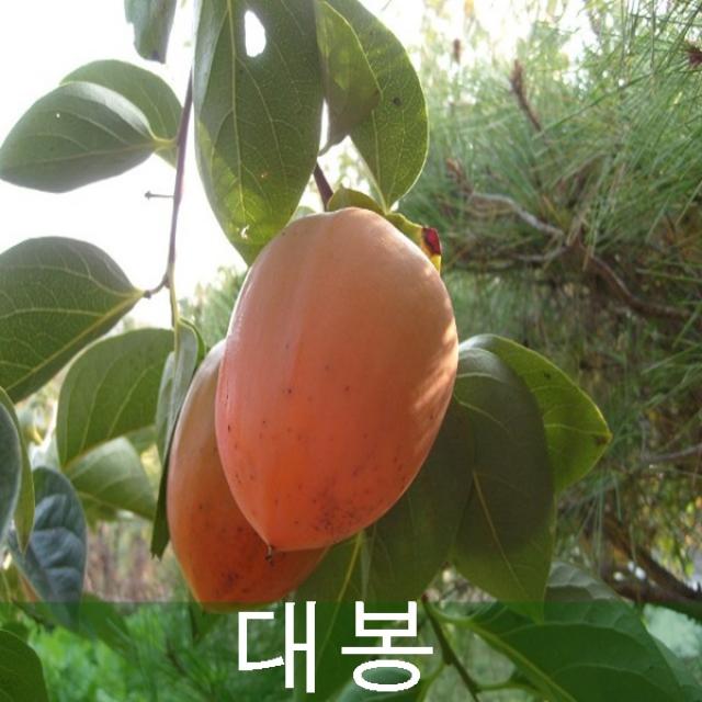 충북농원 가정에서 쉽게 키울수 있는 감나무 묘목, 대봉 접목1년생, 1개