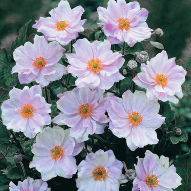 우리화훼종묘 아네모네 숙근(뿌리)- 몬트로즈, 1개