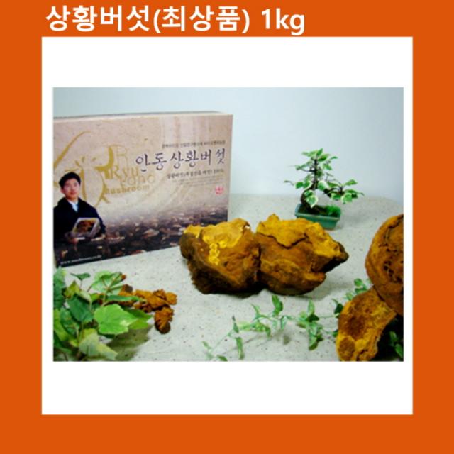 상황버섯(국내산) 최상품 1kg 선물세트 선물/영양/건강/식품/명절/도매/원물/상황버섯/영지버섯/노루궁뎅이, 단일 수량