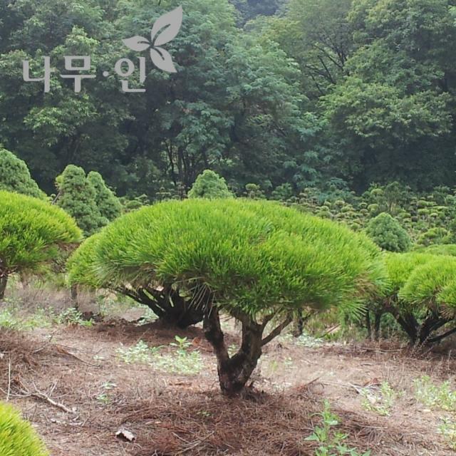 [나무인] 반송 둥근소나무 폭50cm 정원 공원 산소용