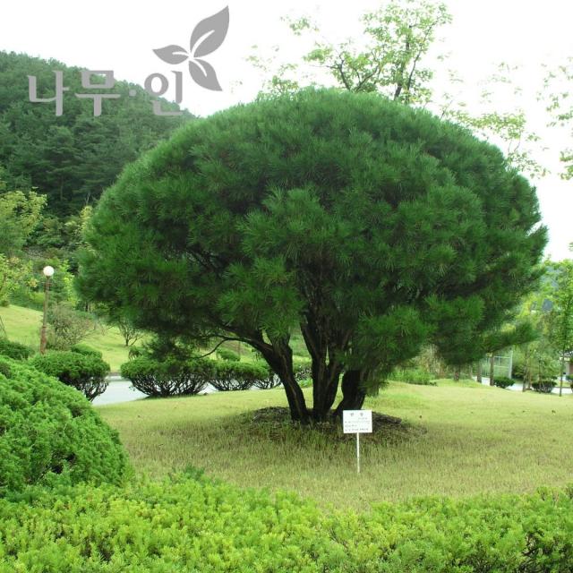 [나무인] 반송(W1.2) 둥근소나무 준공수 정원 공원 산소용 운송료별도