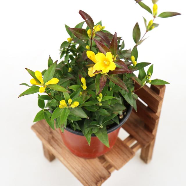 갑조네 다년생 일년생 야생화 노지월동 꽃, 개나리자스민, 1개