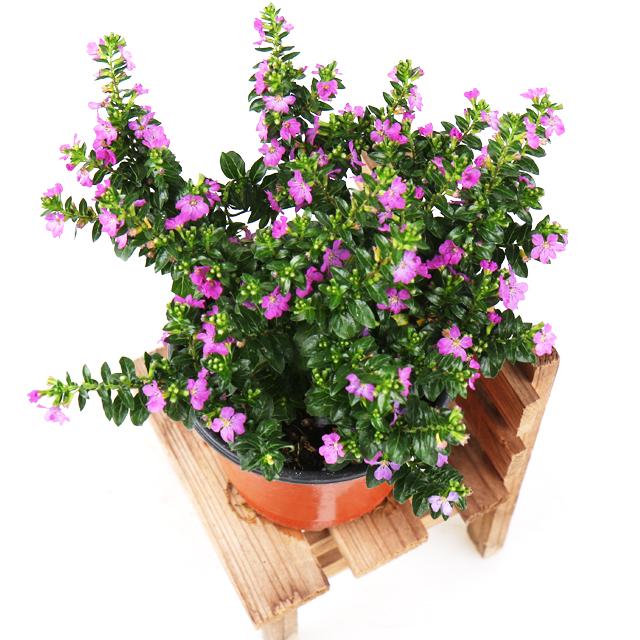 갑조네 다년생 일년생 야생화 노지월동 꽃, 구피아, 1개