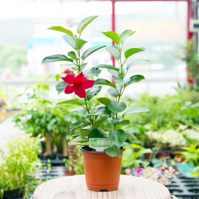 갑조네 다년생 일년생 야생화 노지월동 꽃, 만데빌라, 1개