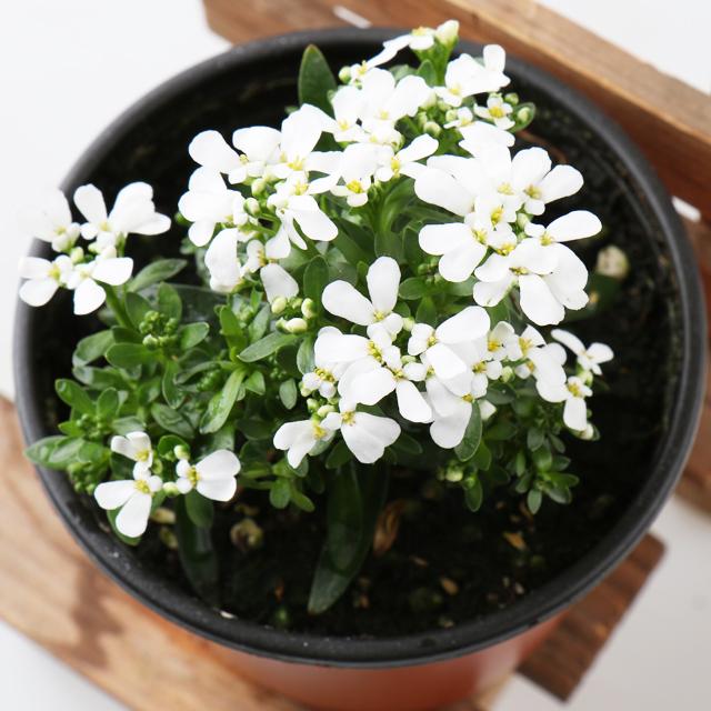 갑조네 다년생 일년생 야생화 노지월동 꽃, 이메리스, 1개