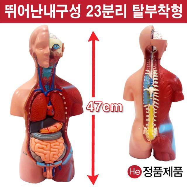 He 상반신모형 23분리남녀공용해부모형 6001JP 인체모형 소형 사람인체구조 아나토미 위모형 간모형 뇌모형 두개골 척추 인대 근육모형 인체해부도 척골 요골 전신모형 동인형 경혈인형 손모형 발모형, 1개