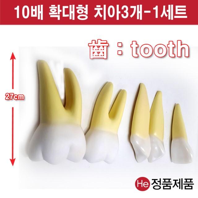 He 치아모형 10배확대 해부모형 0102JP 인체모형 사람인체구조 아나토미 위모형 간모형 뇌모형 두개골 척추 인대 근육모형 인체해부도 척골 요골 전신모형 동인형 경혈인형 손모형 발모형, 1개