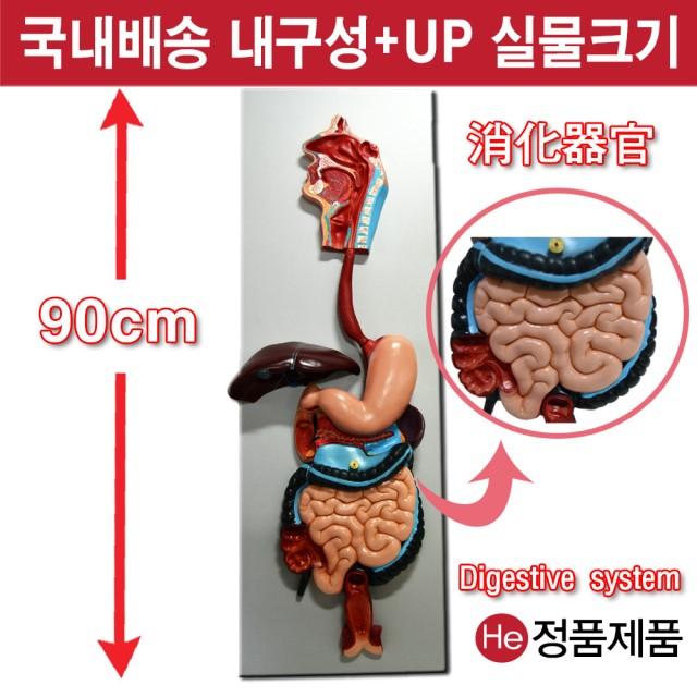 He 소화기관모형 식도 위 간 소대장 1004JP 인체모형 사람인체구조 아나토미 위모형 간모형 뇌모형 두개골 척추 인대 근육모형 인체해부도 척골 요골 전신모형 동인형 경혈인형 손모형 발모형, 1개