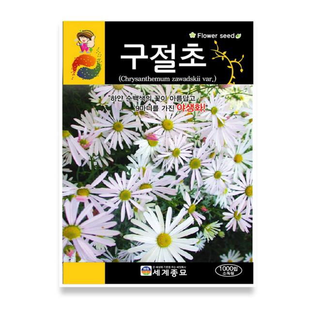 모칸도 (무배)세계 구절초 꽃씨 (1000립)