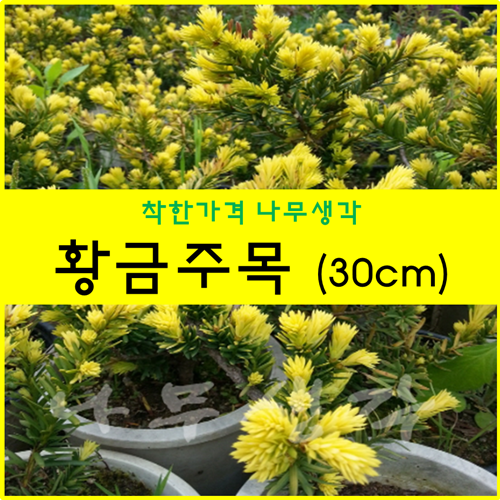 황금주목 30cm