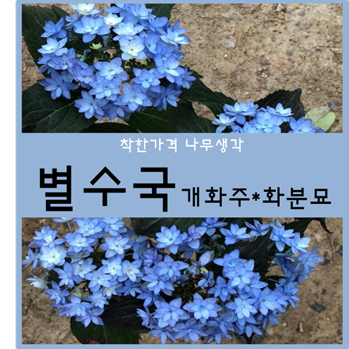 별수국 개화주*화분묘 1주