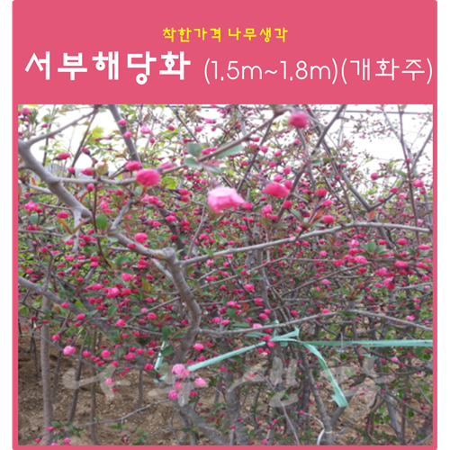 착한가격나무생각 서부해당화 (1.5m~1.8m)(개화주) 1주